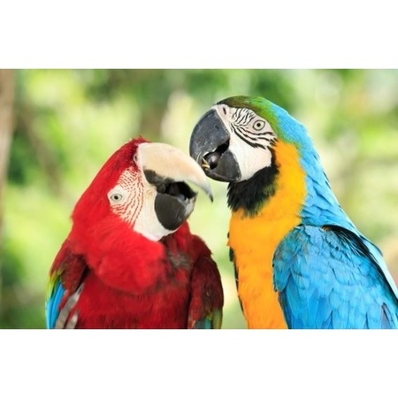 3D koelkast magneetje met papegaaien