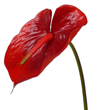 Nep anthurium rood met groen 78 cm
